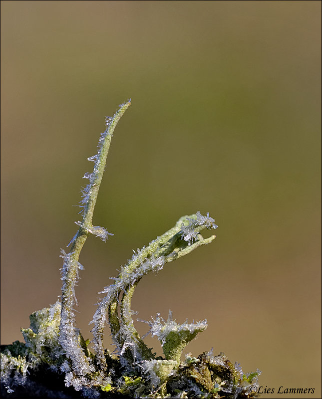 Mealy Pixie-cup Lichen - Bekermos - Cladonia chlorophaea