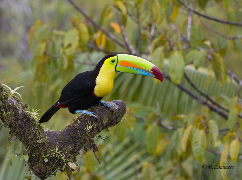 Keel-billed Toucan -  Zwavelborsttoekan - Ramphastos sulfuratus