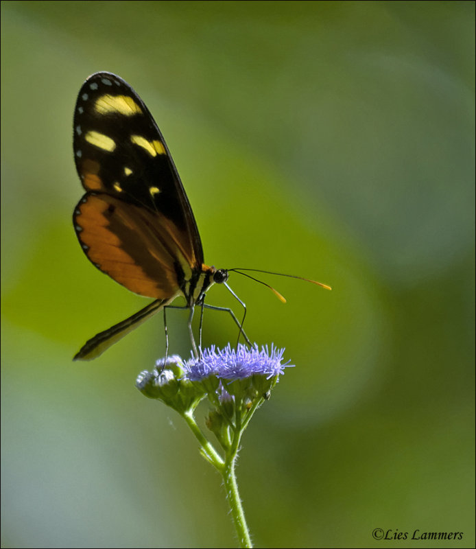 Polymnia Tigerwing - Mechanitis polymnia isthmia