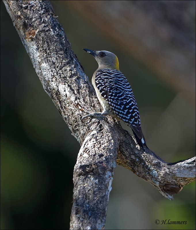 Hoffmann's Woodpecker (female) Hoffmanns specht - Melanerpes hoffmannii