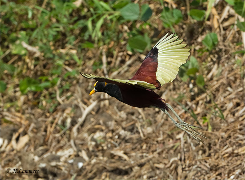 Northern Jacana - Jacana spinosa 