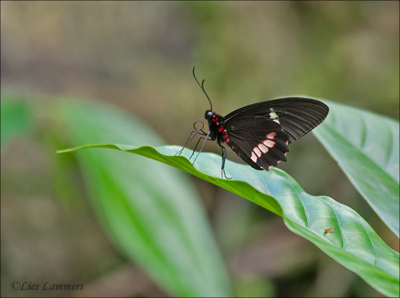 Ruby Spotted Swallowtail - Papilio anchisiades idaeus