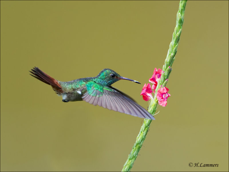 Rufous-tailed Hummingbird - Roodstaartamazilia - Amazilia tzacatl
