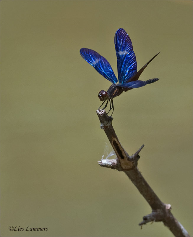 Rainforest Bluewing - Zenithoptera fasciata
