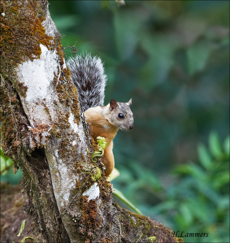 Variegated Squirrel - Grote gevlekte boomeekhoorn - Sciurus variegatoides