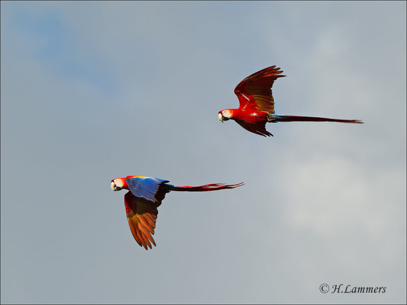 Scarlet Macaw - Geelvleugelara - Ara macao