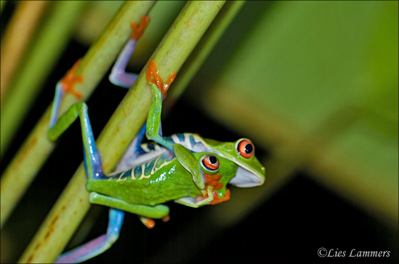 Red-eyed tree frog - Roodoogmakikikker -Agalychnis callidryas