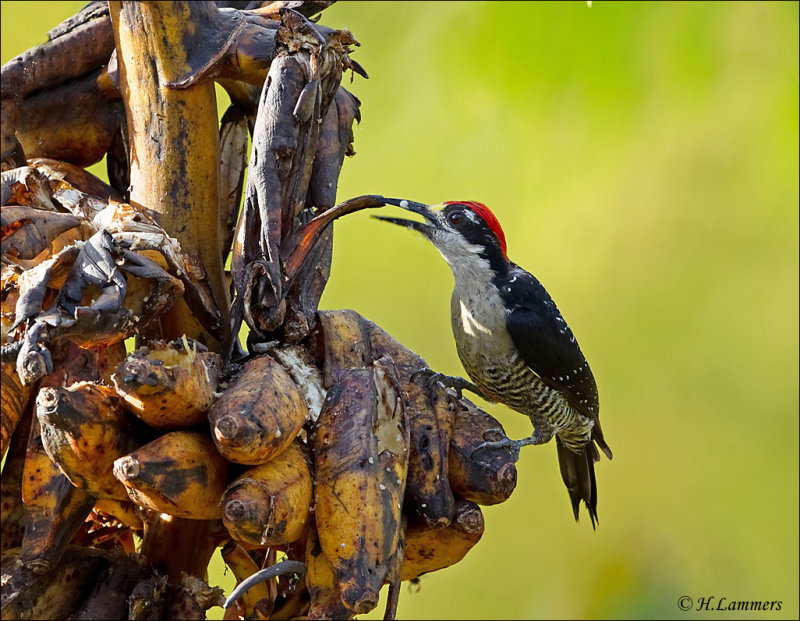 Black- Cheeed Woodpecker - Zwartwangspecht - Melanerpes pucherani