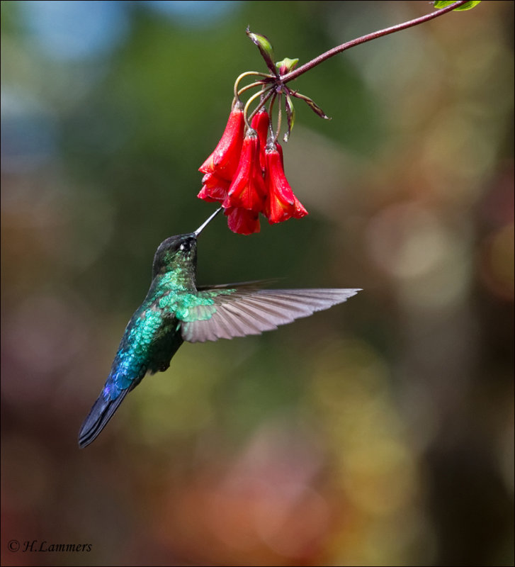 fiery throated hummingbird - Irazukolibrie - Panterpe insignis