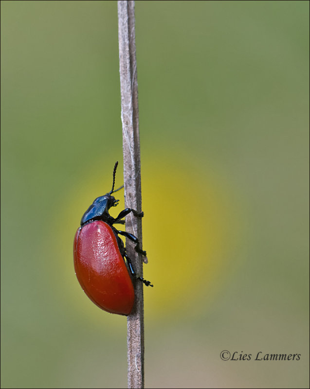 Red Poplar Leaf Beetle - Groot populierenhaantje - Chrysomela populi