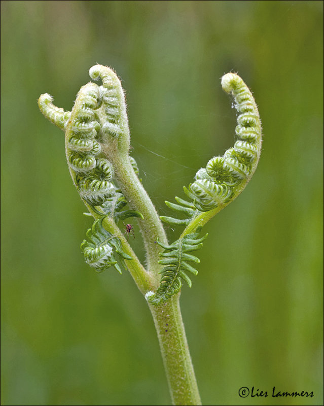 Bracken - Varen - Pteridium aquilinum