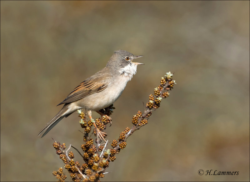 Common Whitethroat - Grasmus - Sylvia communis