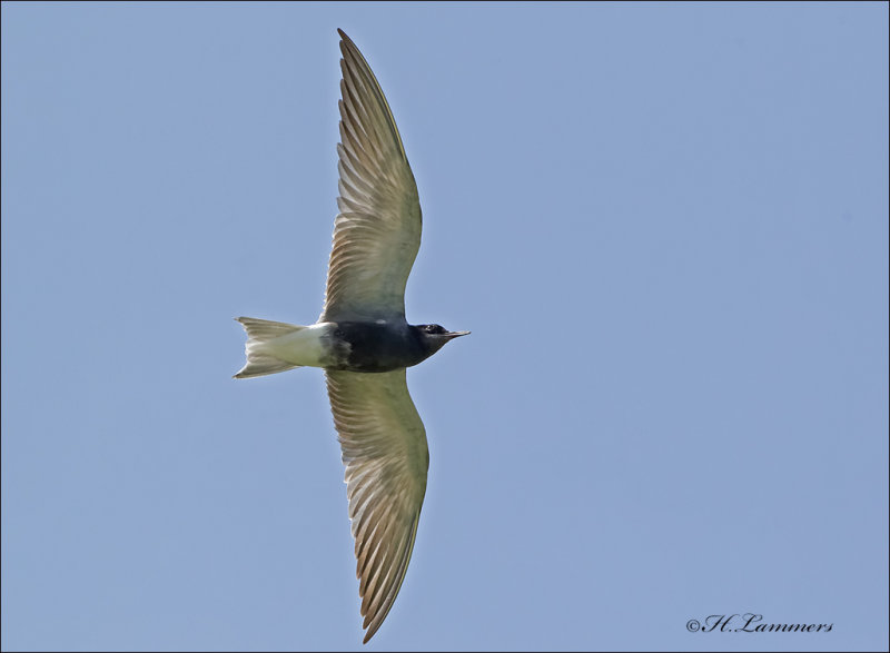 Black Tern - Zwarte Stern - Chlidonias niger