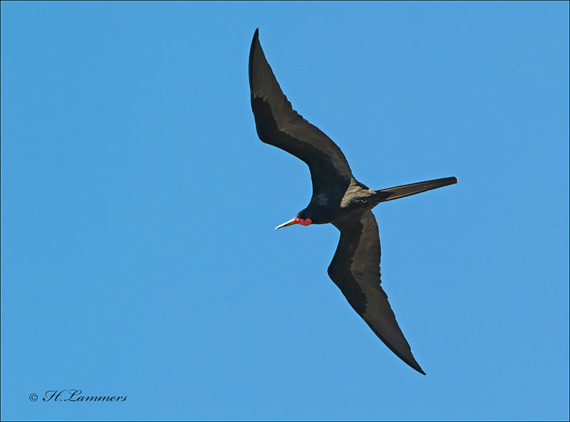 Magnificent frigatebird - Amerikaanse fregatvogel - Fregata magnificens