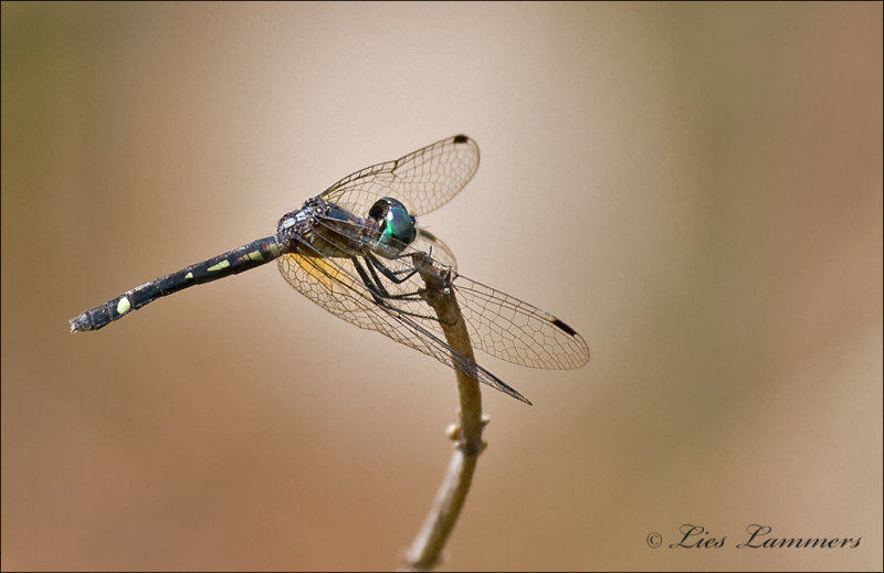  Micrathyria debilis   Dragonfly - Libel
