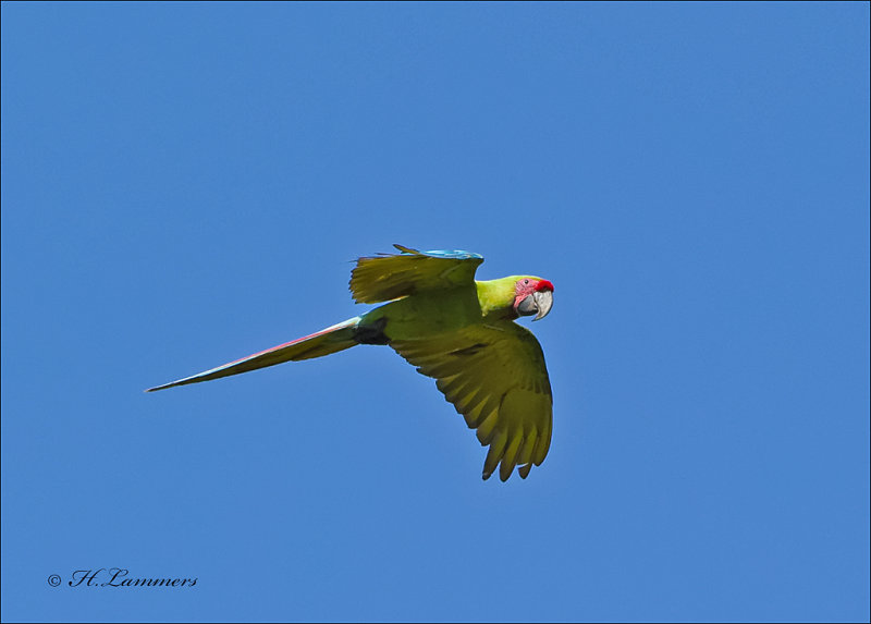 Great Green Macaw - Buffons ara - Ara ambiguus