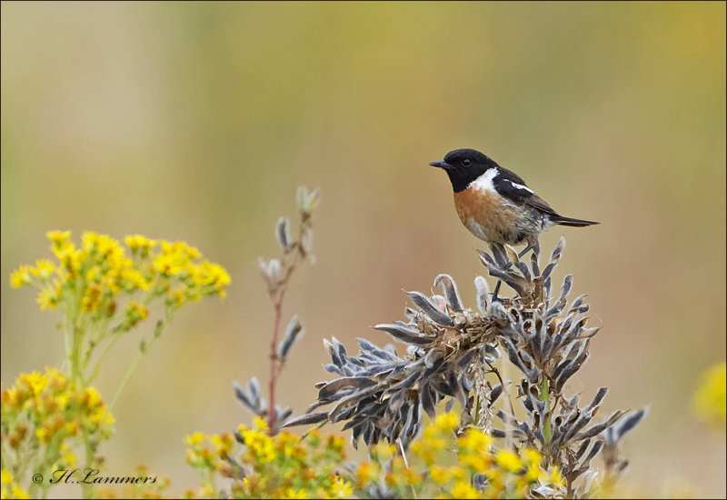 European stonechat  - Roodborsttapuit - Saxicola rubicola