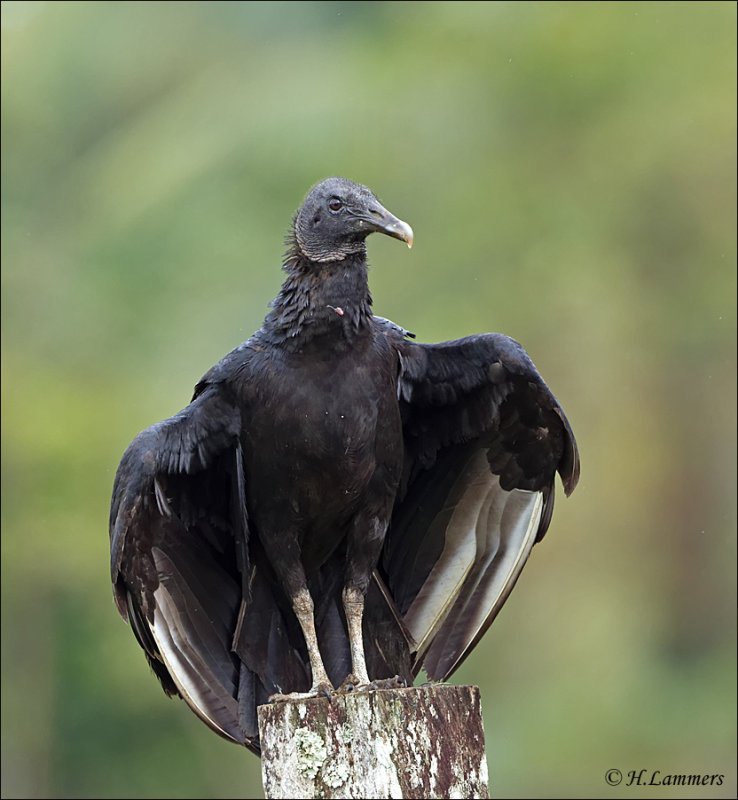 Black Vulture - Zwarte Gier - Coragyps atratus