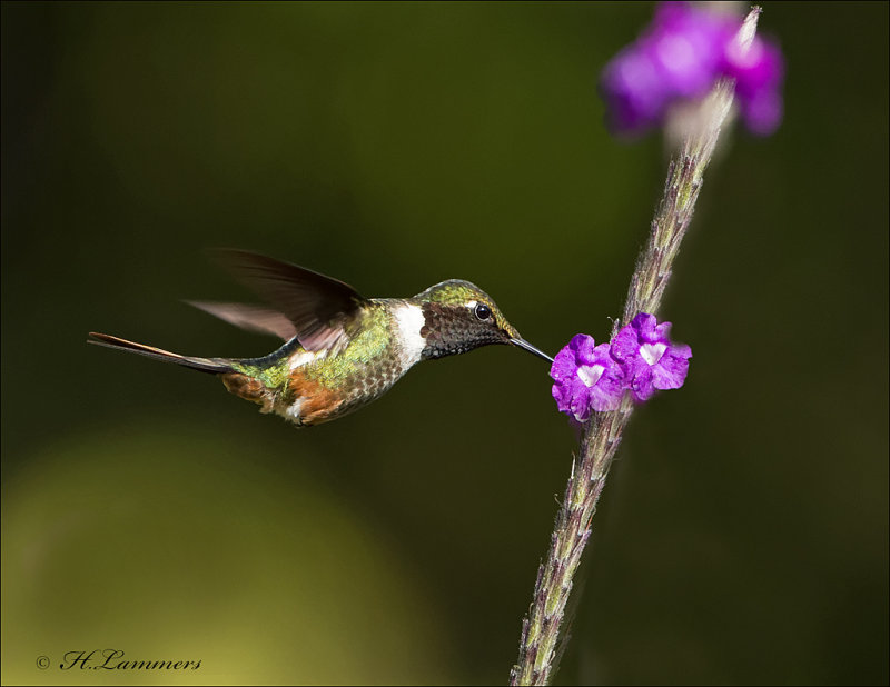 Magenta-throated Woodstar -  Costaricaanse boself -  Calliphlox bryantae