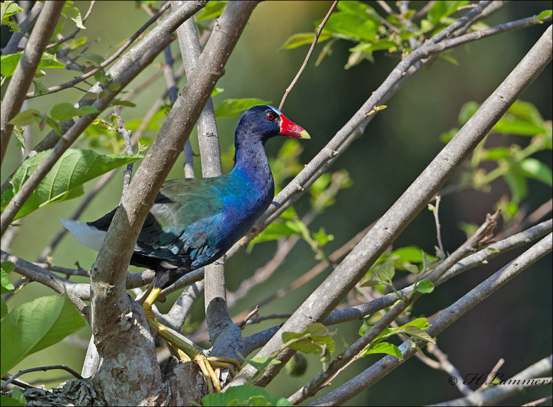 Purple Gallinule - Amerikaans purperhoen - Porphyrio martinicus 