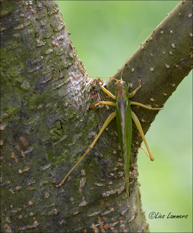 Great Green Bush Cricket - Grote groene sabelsprinkhaan