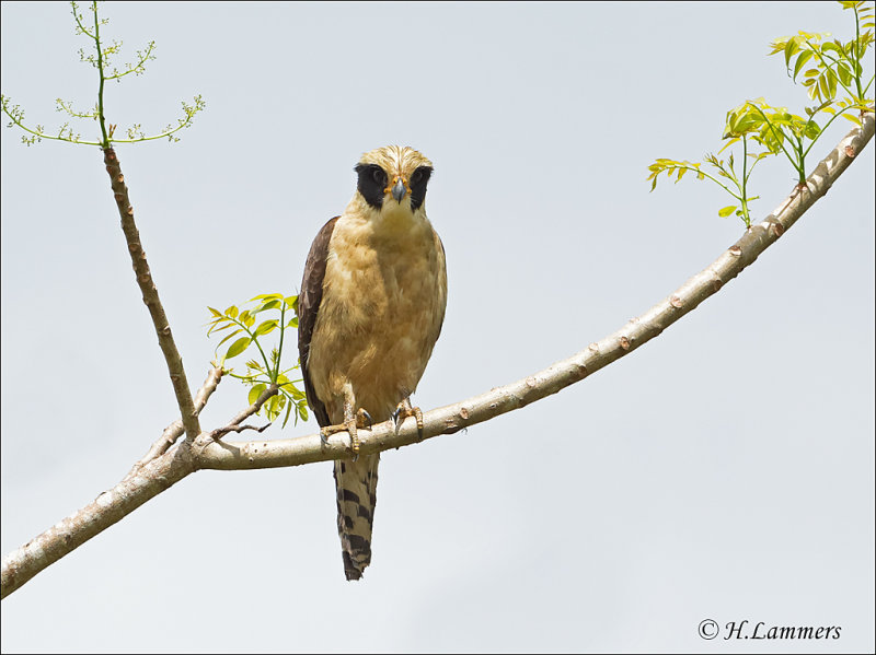 Laughing Falcon - Lachvalk - Herpetotheres cachinnans