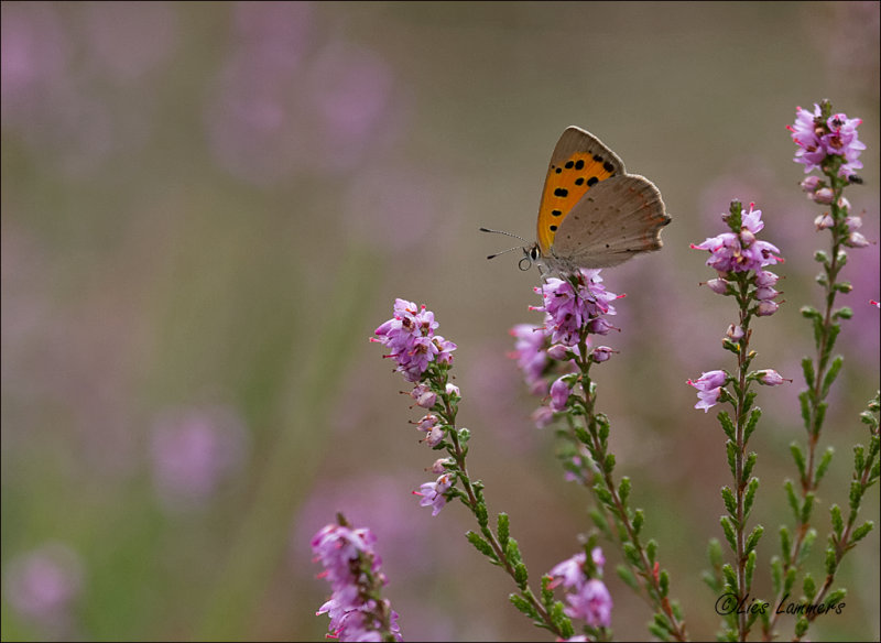 Small Copper - Kleine vuurvlinder - Lycaena phlaeas