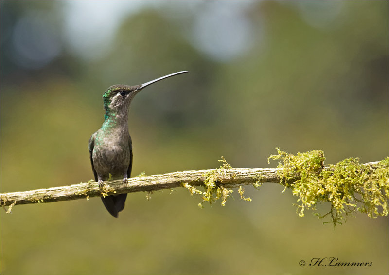 Magnificent Hummingbird - Eugenes fulgens - Eugenes fulgens