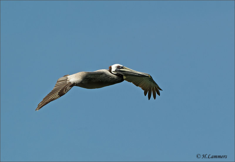 Brown Pelican - Bruine Pelikaan - Pelecanus occidentalis