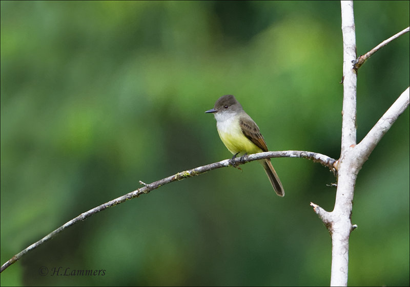 Dusky-capped Flycatcher - Monnikskaptiran - Myiarchus tuberculifer