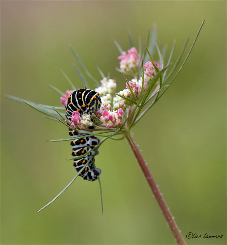 Swallowtail - Koninginnenpage - Papilio machaon