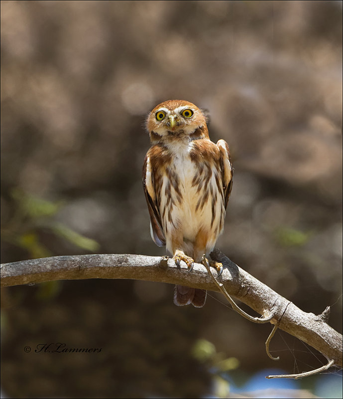 Ferruginous Pygmy-Owl - Braziliaanse dwerguil - Glaucidium brasilianum