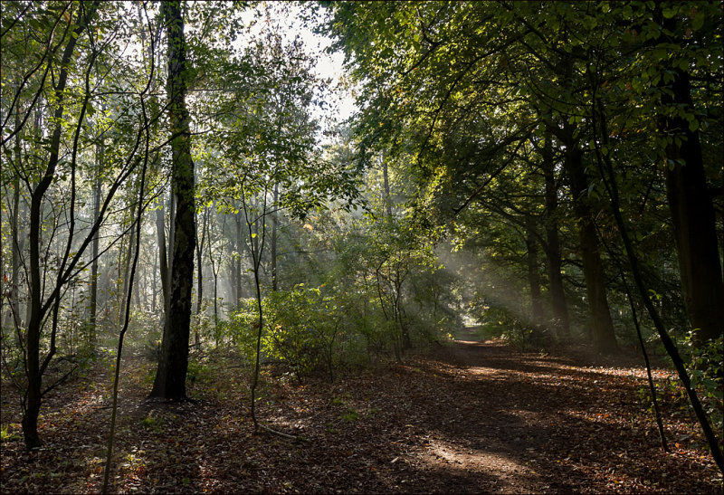 Gorgeous sunrays that morning in the forest in our village.
