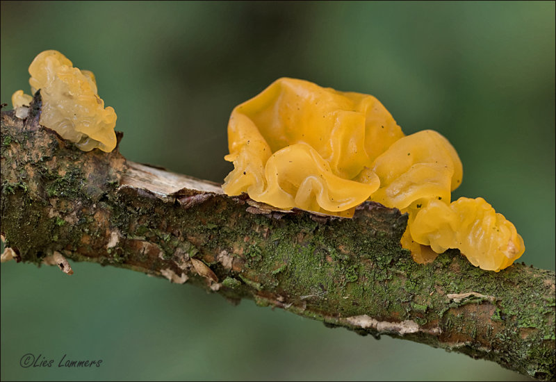 Yellow brain fungus - Gele Trilzwam - Tremella mesenterica