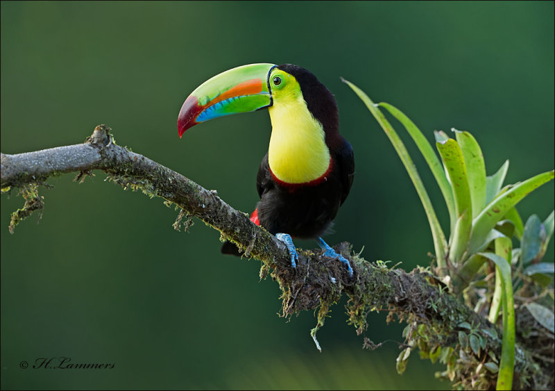 Keel-billed Toucan - Zwavelborsttoekan - Ramphastos sulfuratus