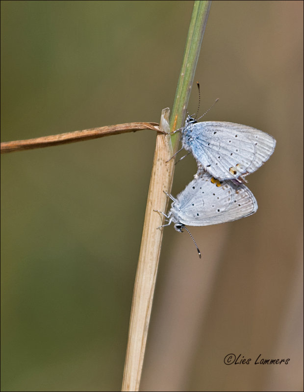 Short-tailed Blue - Staartblauwtje -  Cupido argiades