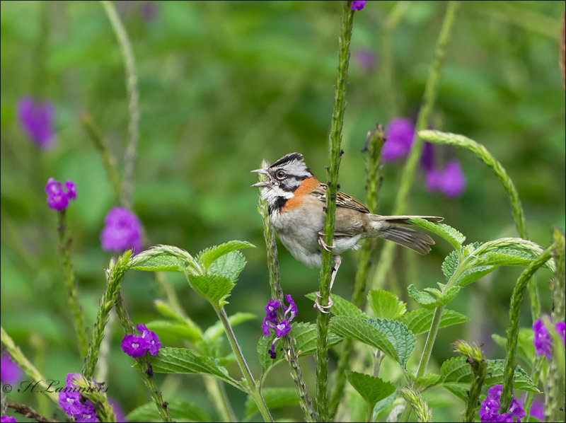 Rufous-collared Sparrow - Roodkraaggors - Zonotrichia capensis
