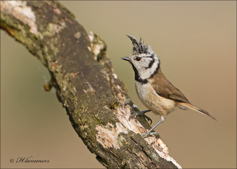 Kuifmees - European crested tit - Lophophanes cristatus