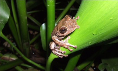 Costa Rica 290