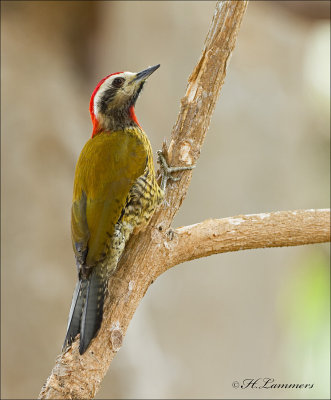  Cuban Green Woodpecker - Cubaanse groene specht -  Xiphidiopicus percuser.