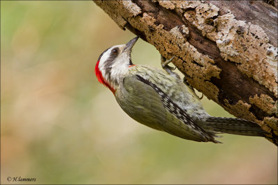 Cuban Green  Woodpecker - Cubaanse groene specht - Xiphidiopicus percussus