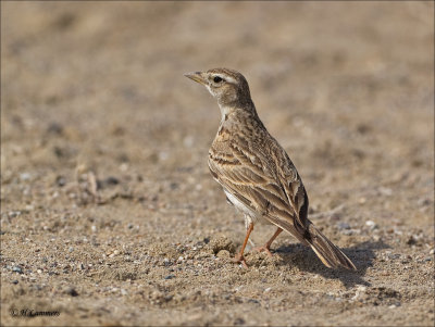 Greater Short-toed Lark - Kortteenleeuwerik - Calandrella brachydactyla