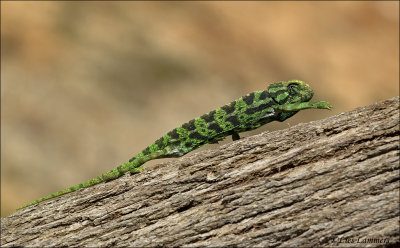 Common Chameleon - Gewone kameleon - Chamaeleo chamaeleon 