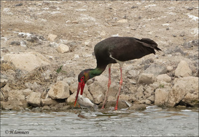 birds_israel