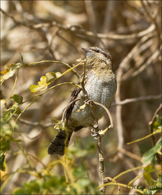 Eurasian Wryneck - Draaihals - Jynx torquilla