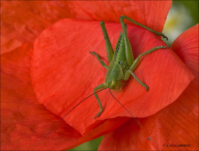  Nymph  Great Green Bush-cricket - Nimf Grote groene sabelsprinkhaan -  Tettigonia viridissima