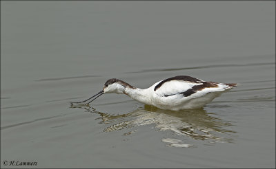 Pied Avocet - Kluut - Recurvirostra avosetta