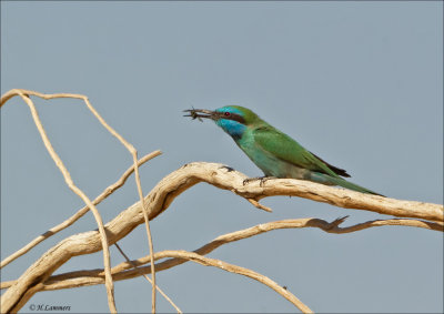  Green Bee-eater - Kleine Gr. Bijeneter - Merops orientalis