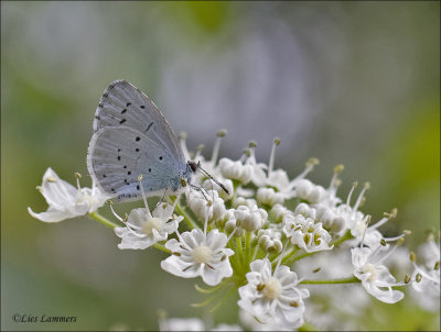 Holly blue - Boomblauwtje - Celastrina argiolus