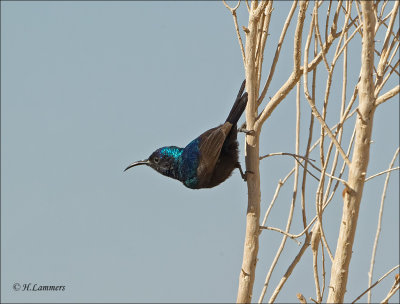 Palestine Sunbird - Palestijnse honingzuiger - Cinnyris osea